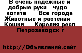 В очень надежные и добрые руки - чудо - котята!!! - Все города Животные и растения » Кошки   . Карелия респ.,Петрозаводск г.